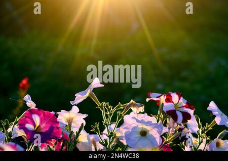 I raggi del sole in un semicerchio dall'alto illuminano i germogli fiorenti dei fiori di Petunia sullo sfondo dell'erba di patate al tramonto nel ev Foto Stock