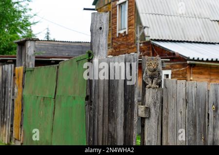 Gatto seduto su una recinzione di legno dietro il cancello e una casa privata nel villaggio di Yakut. Foto Stock