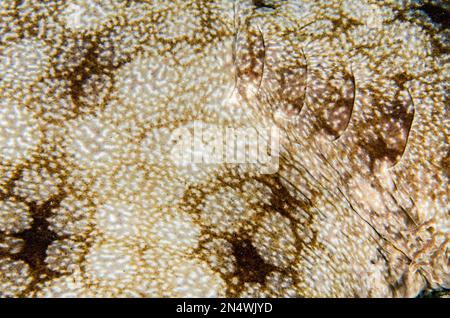 Gill of Tasseled Wobbegong Shark, Eucrossorhinus dasipogon, Sardine Reef dive site, Dampier Strait, Raja Ampat, Indonesia Foto Stock