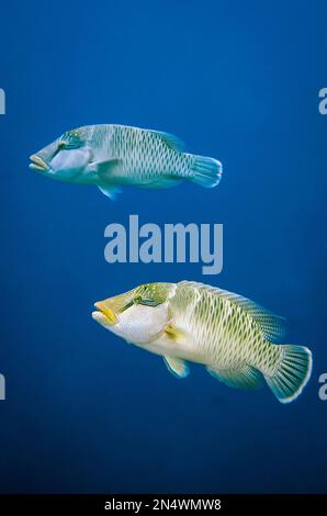 Coppia di Humphead Wrasse, Cheilinus undulatus, Eagle Nest sito di immersione, Misool Island, Raja Ampat, Indonesia Foto Stock