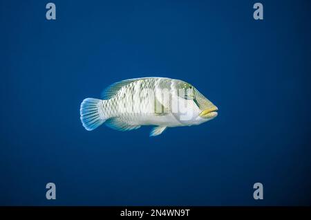 Humphead Wrasse, Cheilinus undulatus, Eagle Nest sito di immersione, Misool Island, Raja Ampat, Indonesia Foto Stock