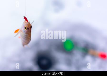 Pesce pescato persico sulla pesca invernale appeso su un gancio con un mazzo di vermi di sangue sullo sfondo del buco con una paletta sul ghiaccio nella neve in Foto Stock