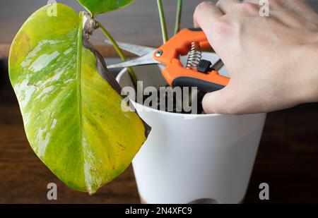 La mano taglia via la foglia malata dalla pianta della casa. Malattie della pianta. Problemi di Monstera albo. Pianta malata Foto Stock