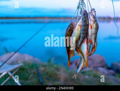 Un sacco di pesce appeso persico catturato dal pescatore Stringer sullo sfondo del tramonto serale sul lago e canne da pesca che gira su una sedia. Foto Stock