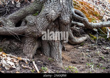 Radici di alberi interessanti e insolite appese su una ripida sponda del Railroad Trail a Taylors Falls, Minnesota USA. Foto Stock