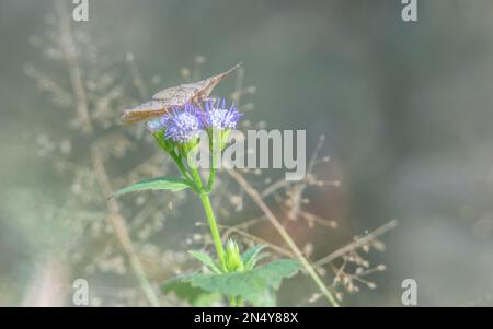 Bruno cavalletta, litter Hopper, grande foresta pluviale Pyrgomorph (Desmoptera troncatapennis) e fiori selvatici al mattino, natura sfondo sfocato. Foto Stock