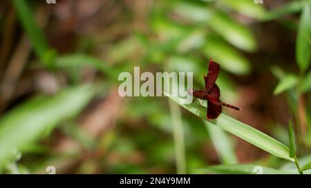 Un tipo di Dragonfly Dark Red che si trova sul bordo dell'erba Foto Stock