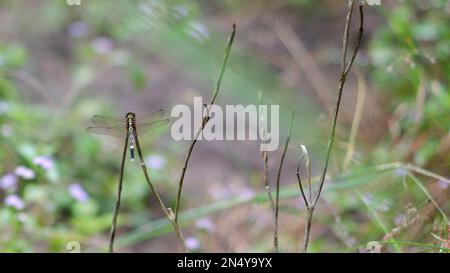 Un tipo di Dragonfly trasparente appollaiato su Un ramo di erba secca Foto Stock