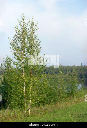 La piccola betulla bianca cresce vicino allo stagno vicino all'erba spessa e alla foresta nella taiga di Yakutia. Foto Stock