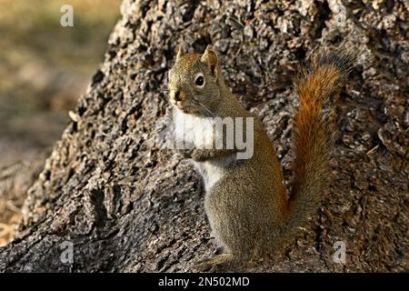 Uno scoiattolo rosso 'Tamiasciurus hudsonicus', in piedi dritti su un tronco di abete rosso nella rurale Alberta Canada Foto Stock