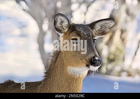 Un ritratto di un cervo selvatico dalla coda bianca 'Odocoileus virginianus', allerta e guarda nella zona rurale Alberta Canada. Foto Stock