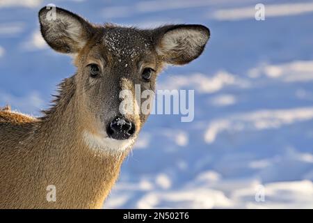 Un ritratto di un cervo selvatico dalla coda bianca 'Odocoileus virginianus', con uno sguardo curioso sul suo volto mentre si trova in piedi nella neve fresca nella zona rurale Alberta Canada Foto Stock