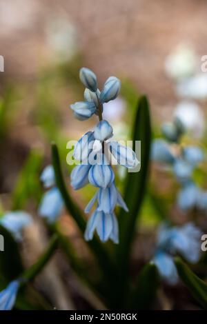 Fiori a righe blu e bianche che sono molto piccoli e fioriscono molto presto in primavera; a Taylors Falls, Minnesota USA. Foto Stock