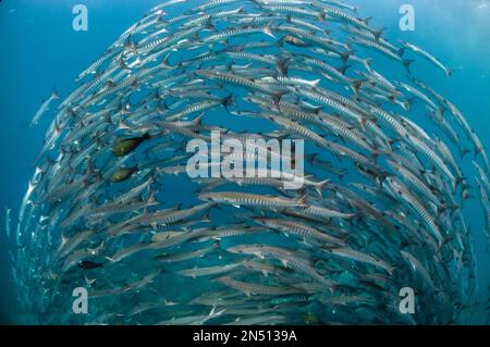 Scuola di Blackfin Barracuda formando tornado, Sphyraena qenie, Barracuda Point sito di immersione, isola Sipadan, Sabah, Malesia, Celebes Mare Foto Stock