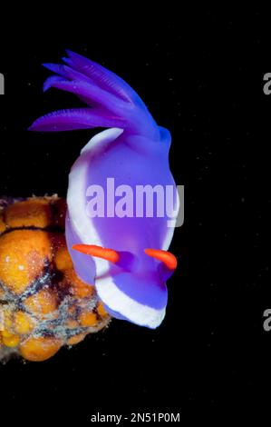 Royal Hypselodoris nudiranch, Hypselodoris sp, immersione notturna, Paradise II sito di immersione, Sipadan Water Village House Reef, Mabul Island, vicino a Sipadan Island Foto Stock