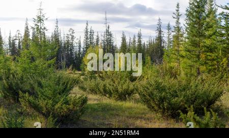 Cespugli di ginepro nord selvatico crescono in una radura nella foresta di Yakut tra gli abeti. Foto Stock