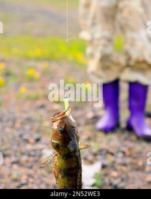 Il persico catturato dal pescatore pende su un richiamo di gomma con un peso, un filo di guinzaglio di metallo e un cordone sullo sfondo dei piedi della ragazza in stivali. Foto Stock