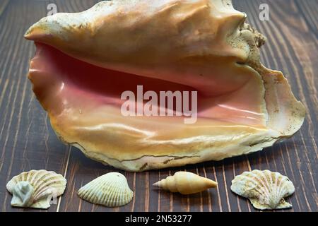 tropicale conchiglia conch lumaca rosa luminoso interno su pavimento in legno dettagliato conchiglia caraibi Foto Stock