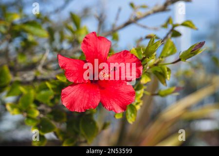 Ibisco rosso in pieno fiore primo piano nel giardino con sfondo sfocato e chiaro Foto Stock