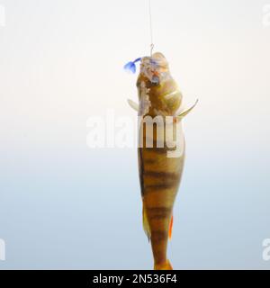 Un grande basso striato catturato da un pescatore pende su un richiamo di gomma con un peso, un filo di guinzaglio metallico e un cordone contro l'acqua blu del fiume. Foto Stock