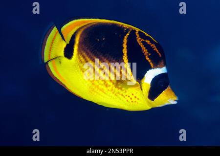 Raccoon butterflyfish, Chaetodon lunula, Babylon sito di immersione, Reta Island, vicino Alor, Indonesia, Oceano Pacifico Foto Stock