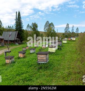 Molti piccoli alveari di api di legno per raccogliere il miele con il colore sono sull'erba presso la casa del villaggio sull'apiario nei monti Altai nella foresta. Foto Stock