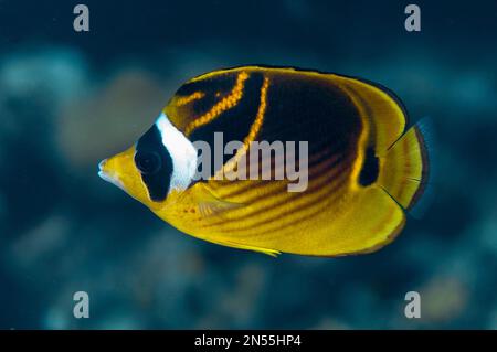 Raccoon butterflyfish, Chaetodon lunula, Cuts and Grottos dive site, Tutuntute, vicino al villaggio di Uhak, Isola di Wetar, vicino Alor, Indonesia, Mare di banda, Paci Foto Stock