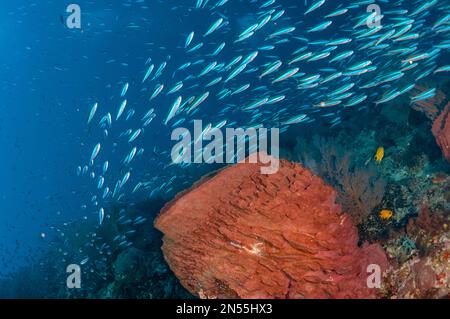 BlueStreak Fusiliers, piastrelle Pterocaesio, scuola di nuoto intorno Barrel Sponge, Xestospongia testudinaria, Snake Ridge dive site, Gunung API, vicino Alor, Foto Stock