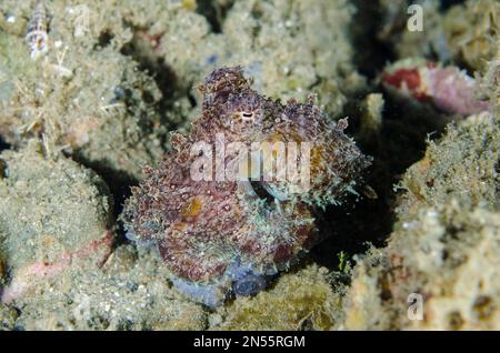 Mototi Octopus, Amphioctopus siamensis, Laha dive site, Ambon, Maluku, Indonesia, Mare di banda Foto Stock
