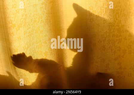 Silhouette dell'ombra di una testa di gatto con orecchie e zampe con artigli che giocano attraverso una tenda inzuppata alla luce del sole. Foto Stock