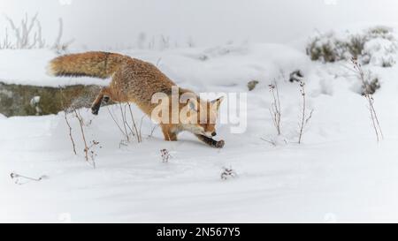 Volpe rossa (Vulpes vulpes), saltando, in un paesaggio invernale monocromatico e misteriosa, Parco Nazionale, Sumava, Repubblica Ceca Foto Stock