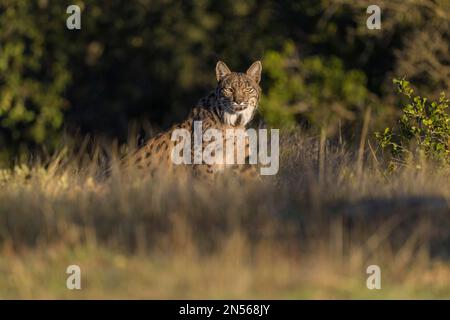 Pardelluchs, lince iberica (Lynx pardinus), donna adulta sicura da erba secca alta, provincia di Toledo, Castiglia, la Mancha, Spagna Foto Stock