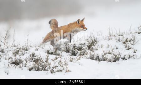 Volpe rossa (Vulpes vulpes), saltando, in un paesaggio invernale monocromatico e misteriosa, Parco Nazionale, Sumava, Repubblica Ceca Foto Stock