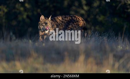 Pardelluchs, lince iberica (Lynx pardinus), donna adulta che cammina attraverso un prato a pascolo, provincia di Toledo, Castiglia, la Mancha, Spagna Foto Stock