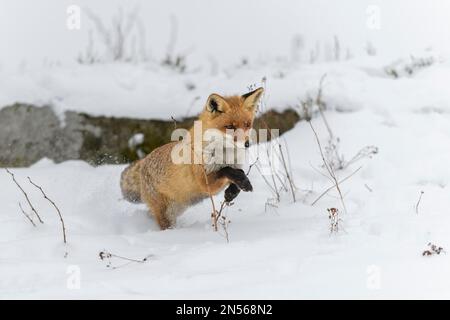 Volpe rossa (Vulpes vulpes), saltando, in un paesaggio invernale monocromatico e misteriosa, Parco Nazionale, Sumava, Repubblica Ceca Foto Stock