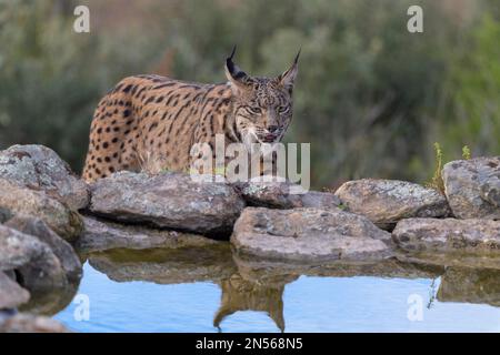 Pardelluchs, lince iberica (Lynx pardinus), femmina adulta riflessa in una buca d'acqua, provincia di Toledo, Castiglia, la Mancha, Spagna Foto Stock