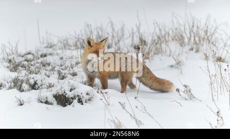 Volpe rossa (vulpes vulpes), in un paesaggio invernale monocromatico e misteriosa, Parco Nazionale, Sumava, Repubblica Ceca Foto Stock