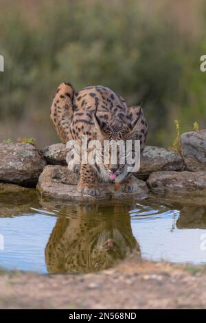 Pardelluchs, lince iberica (Lynx pardinus), donna adulta riflessa bere in una buca d'acqua, provincia di Toledo, Castiglia, la Mancha, Spagna Foto Stock