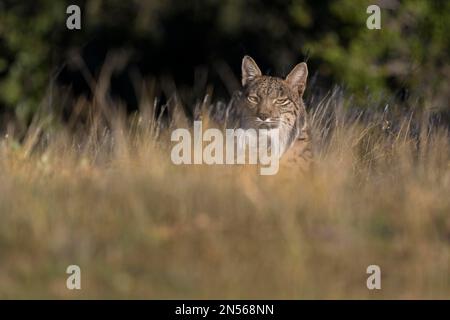 Pardelluchs, lince iberica (Lynx pardinus), donna adulta protetta da un prato con erba alta secca, provincia di Toledo, Castiglia, la Mancha, Spagna Foto Stock