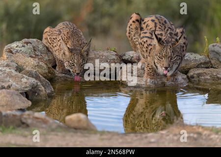 Pardelluchs, lince iberica (Lynx pardinus), femmina adulta con giovane riflesso mentre beve in una buca d'acqua, provincia di Toledo, Castiglia, la Mancha Foto Stock