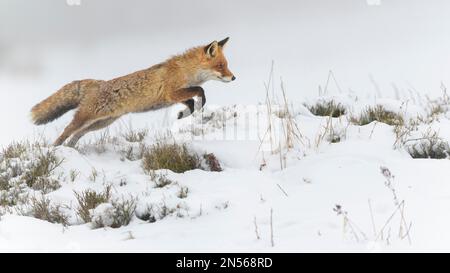 Volpe rossa (Vulpes vulpes), saltando, in un paesaggio invernale monocromatico e misteriosa, Parco Nazionale, Sumava, Repubblica Ceca Foto Stock