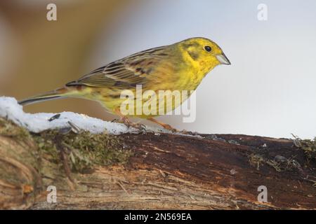 Yellowhammer (Emberiza citrinella) maschio all'alimentazione di inverno, Allgaeu, Baviera, Germania Foto Stock