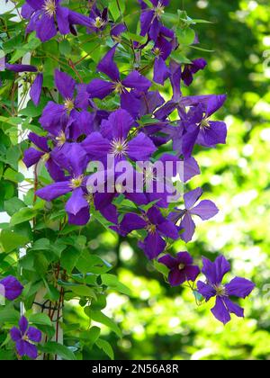 Clematis fiore viola ibrido, arco di arrampicata, aiuto arrampicata Foto Stock