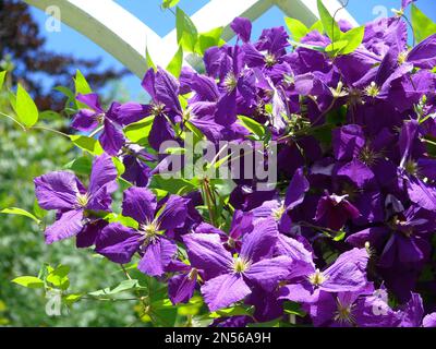 Clematis fiore viola ibrido, arco di arrampicata, aiuto arrampicata Foto Stock