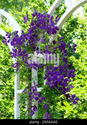 Clematis fiore viola ibrido, arco di arrampicata, aiuto arrampicata Foto Stock