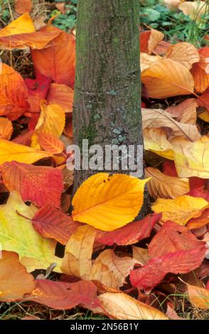 Foglie autunnali sul tronco dell'albero Foto Stock