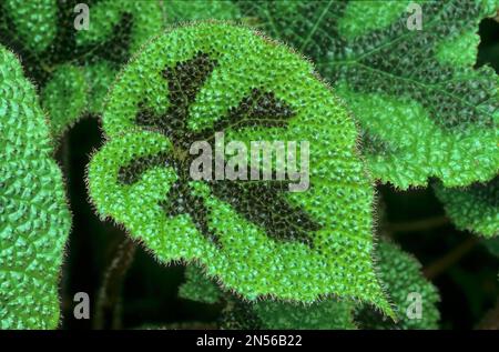 Croce di ferro Begonia, Croce di ferro Begonia masoniana, Nuova Guinea Foto Stock