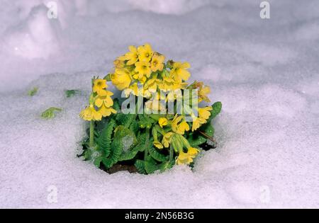 Vero oxlip (Primula elatior) nella neve Foto Stock