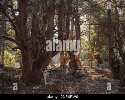 donna asiatica ama essere nella natura, bella foresta in montagna. aria fresca e attività all'aperto. Il concetto di Friluftsliv significa s Foto Stock