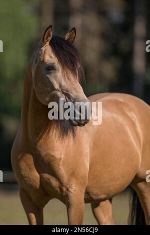 Pura Raza Espanola stallone dun in ritratto naturale, Germania Foto Stock